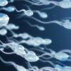 DEMESA | Factor de Esterilidad Masculino Capacitación Espermática