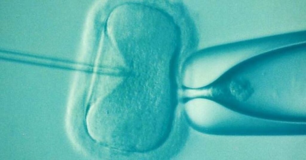 Fecundación in vitro en microscopio